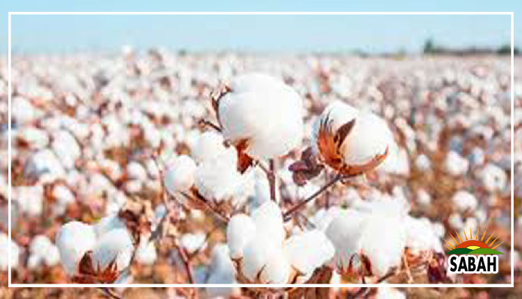 NA Committee on Agricultural Products recommends intervention price and quality seed for Cotton  