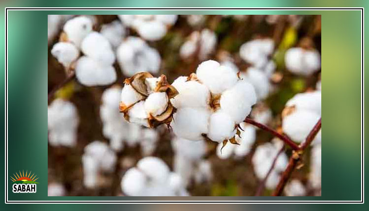 Interim Premier Kakar orders to procure cotton on govt fixed price